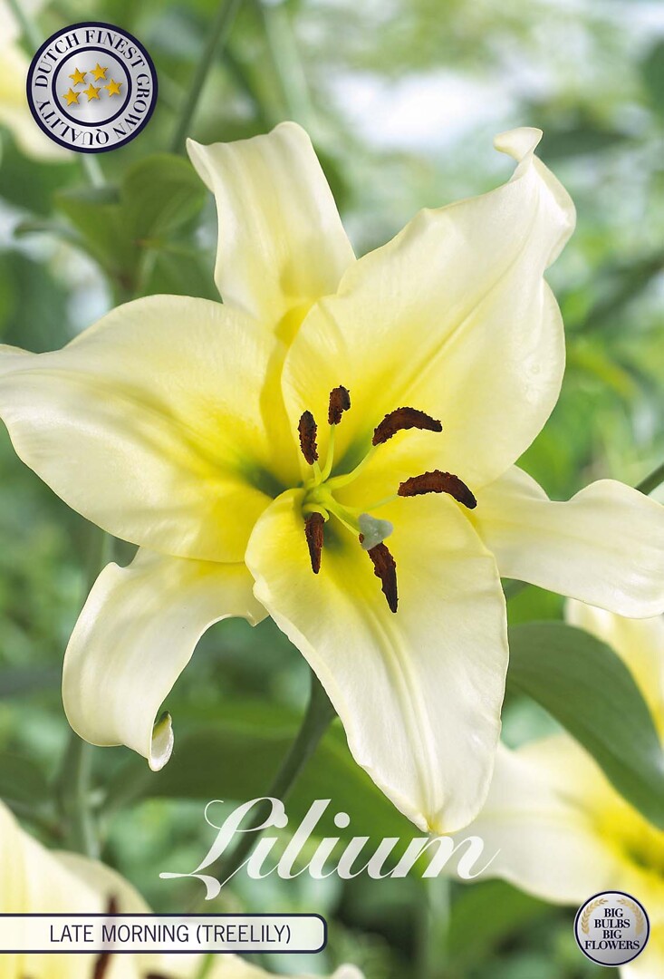 Lilium Late Morning (Treelily)