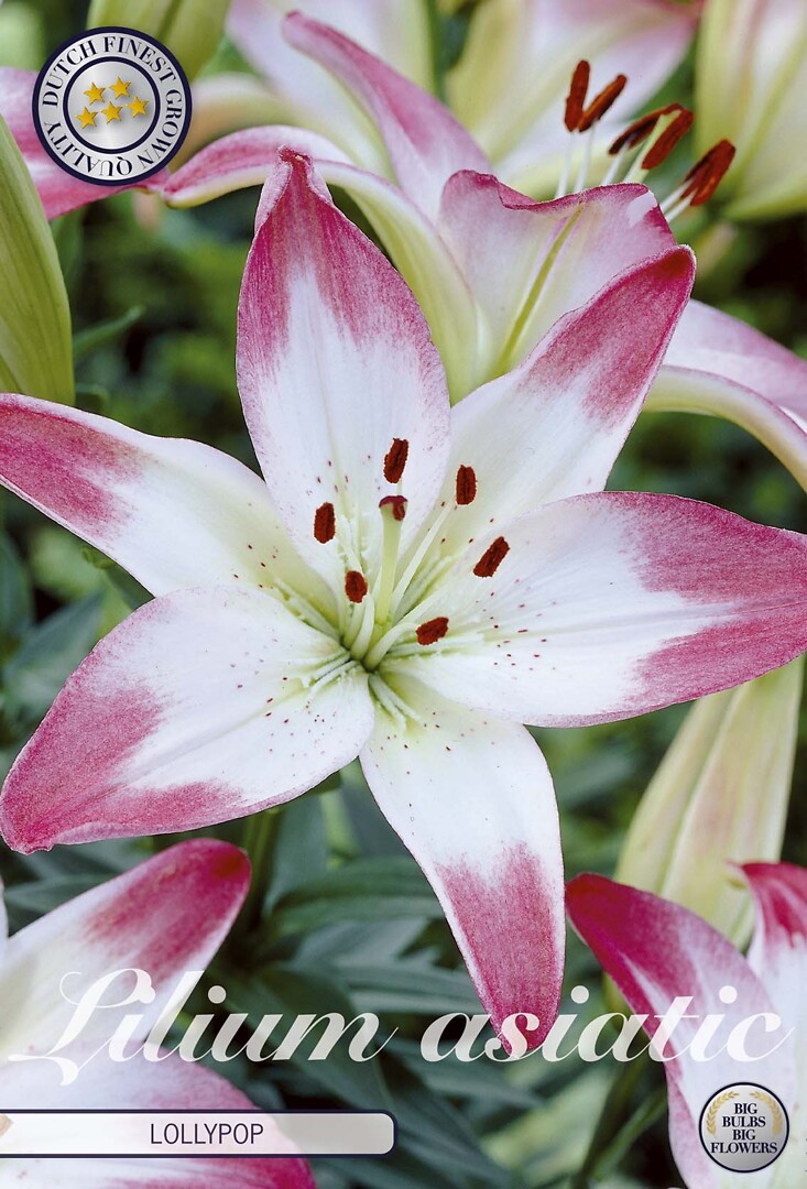 Lilium Lollypop
