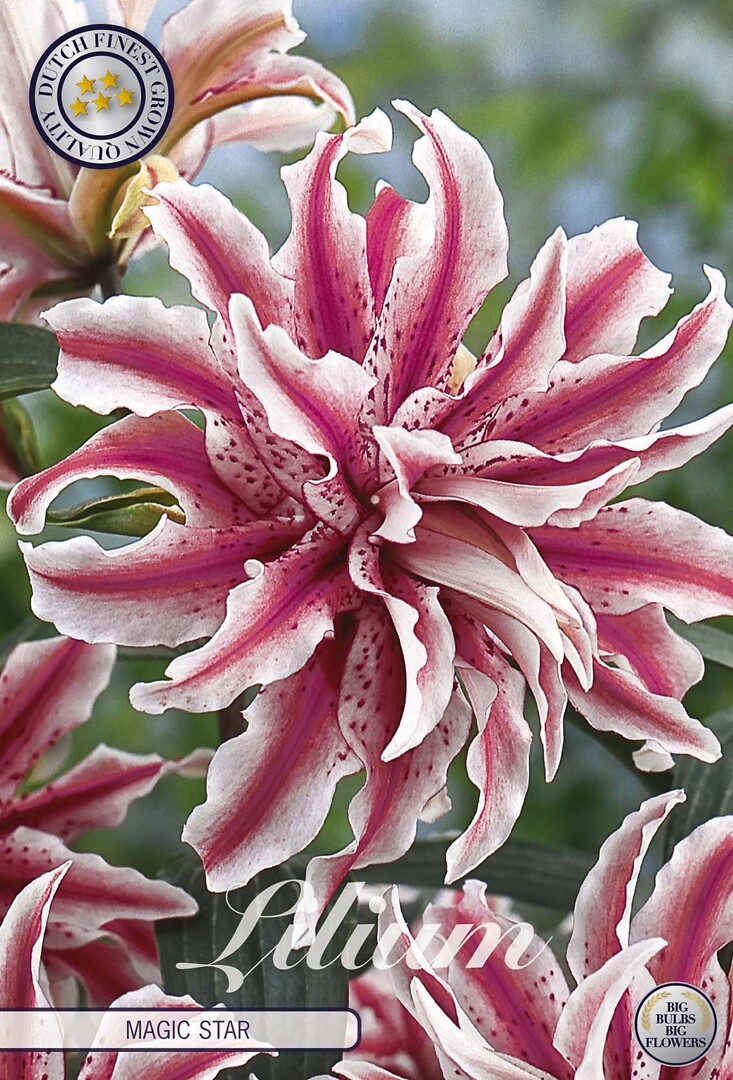 Lilium Magic Star