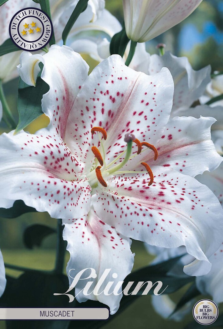 Lilium Muscadet