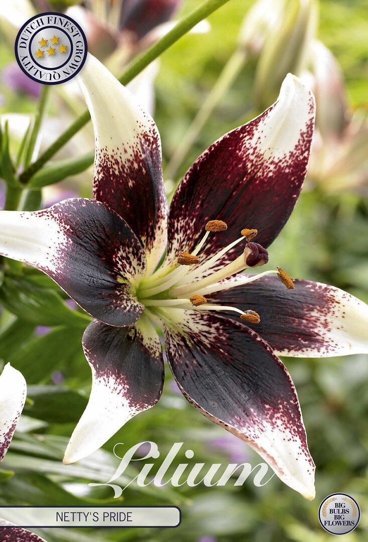 Lilium Netty'S Pride