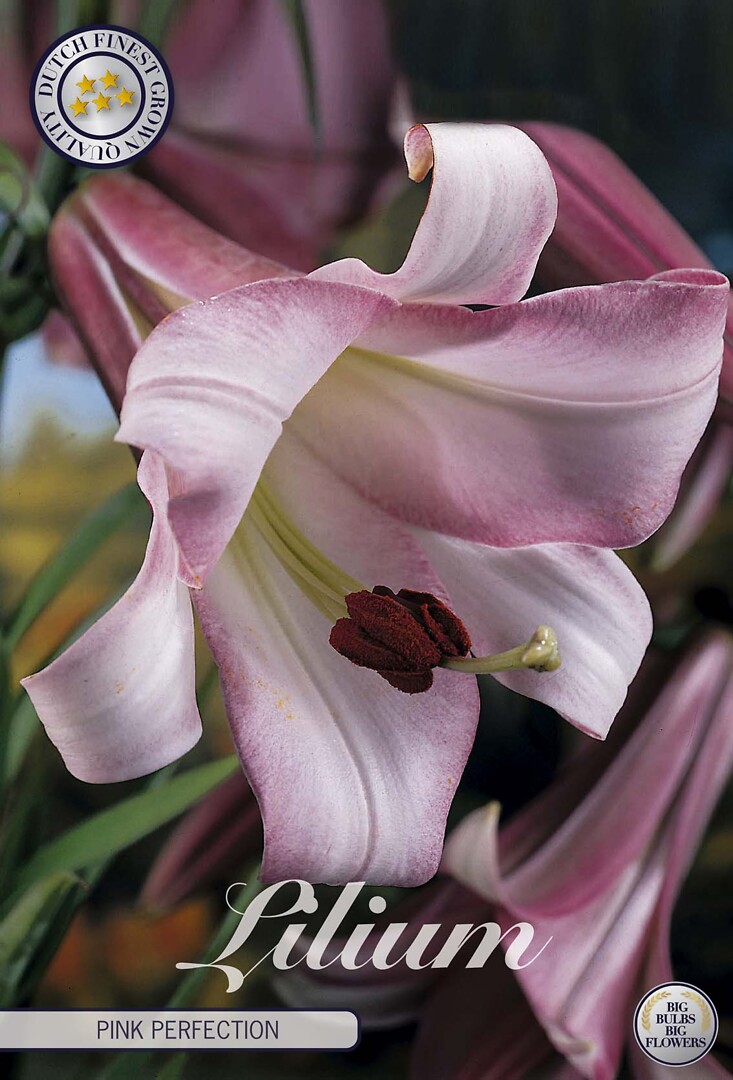 Lilium Pink Perfection