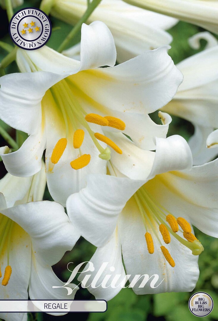Lilium Regale