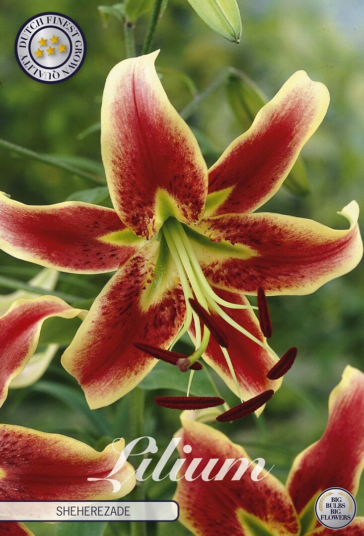 Lilium Sheherazade