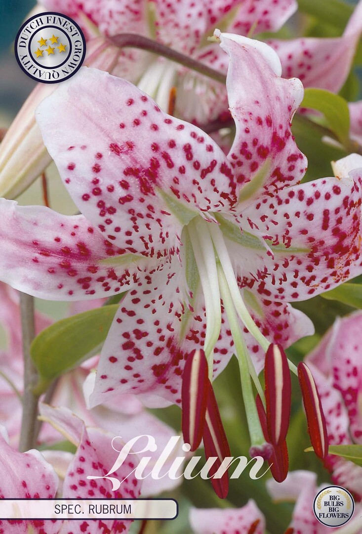 Lilium Spec. Rubrum