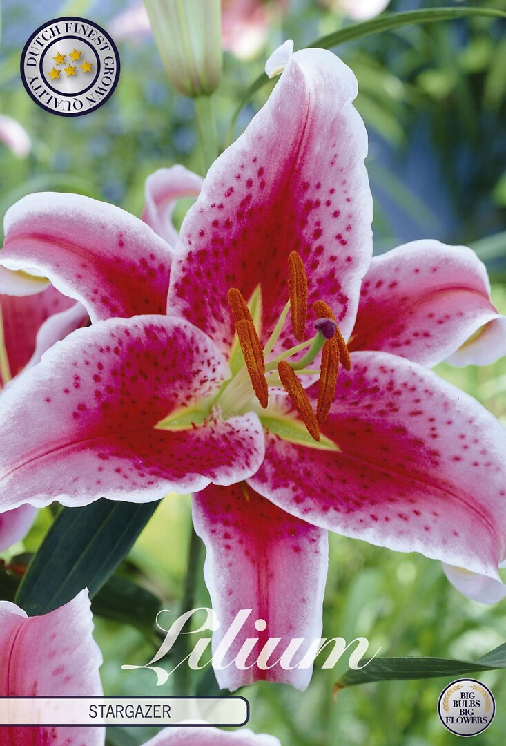 Lilium Stargazer