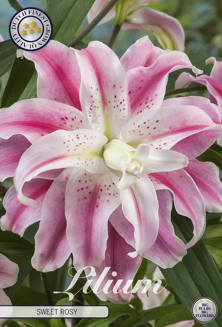 Lilium Sweet Rosy