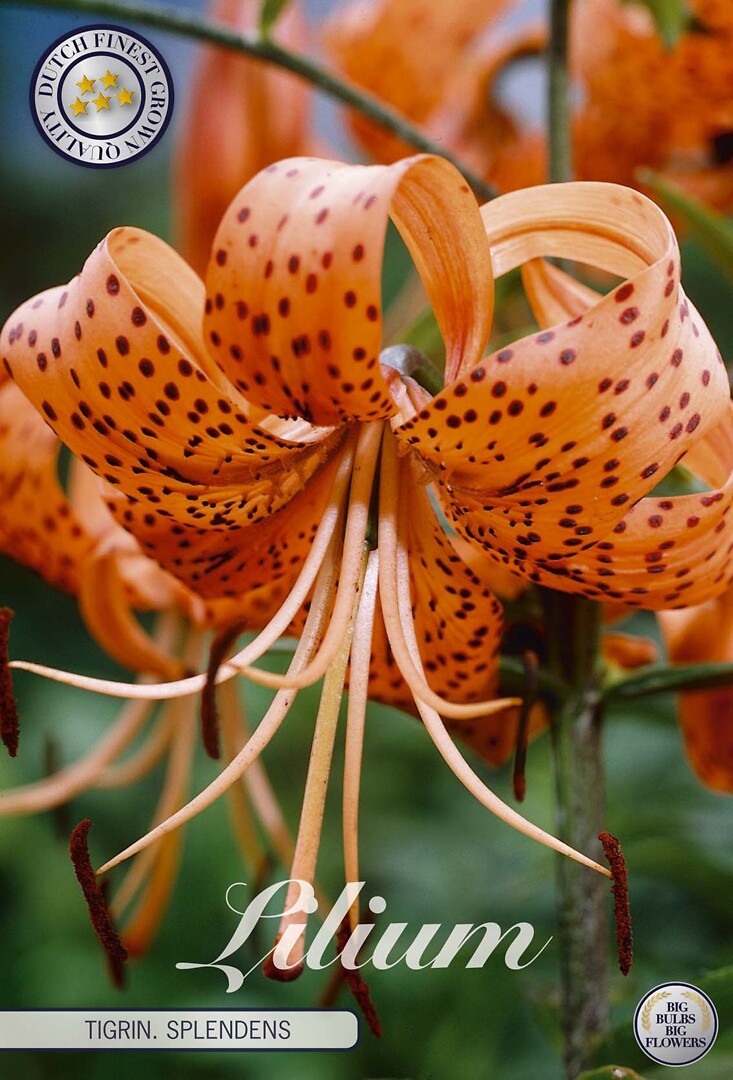 Lilium Tigriin. Splendens
