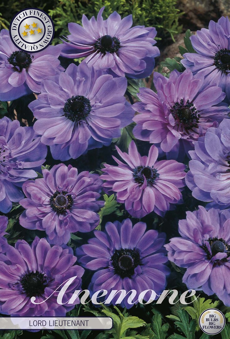 Anemone Lord Lieutenant