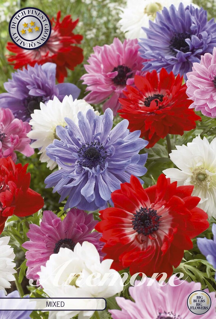 Anemone St. Brigit