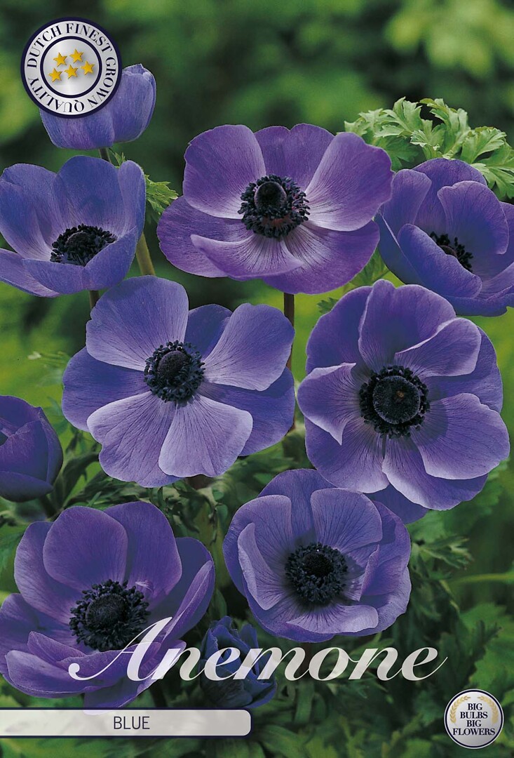 Anemone The Caen Blauw