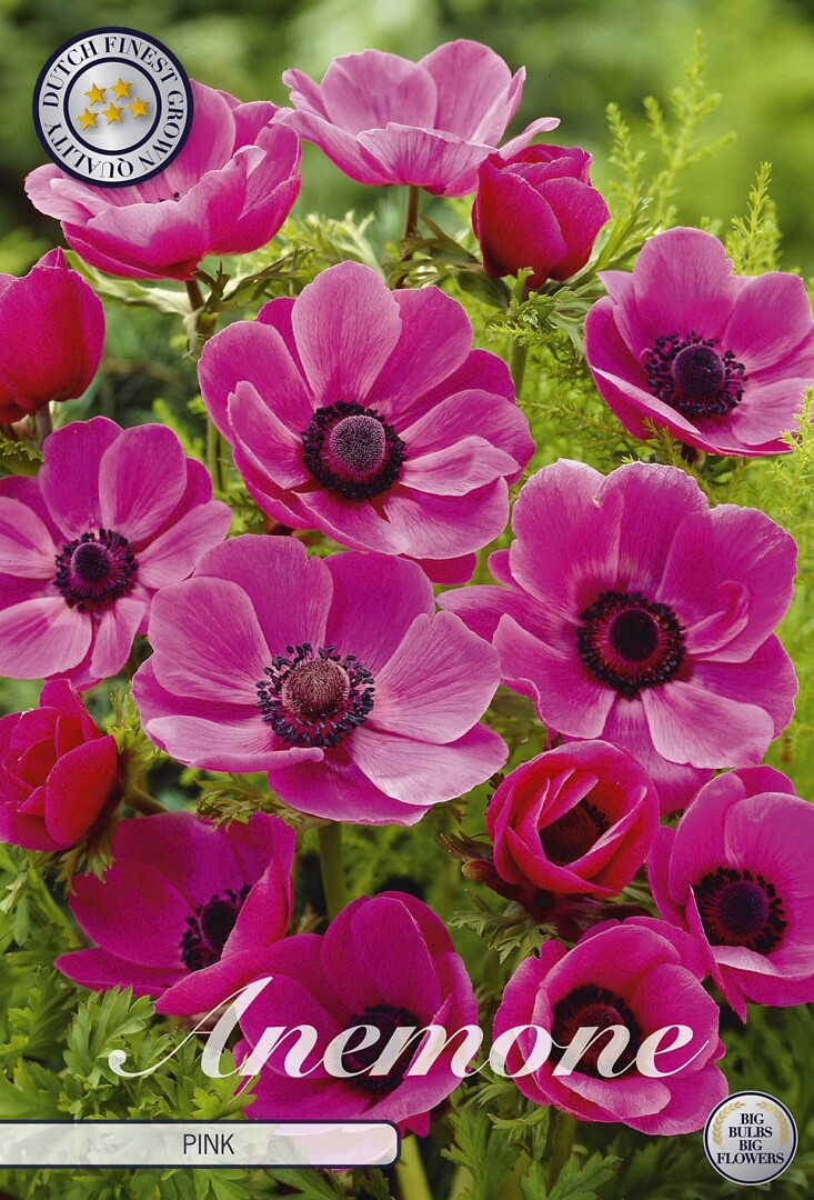 Anemone The Caen Rose