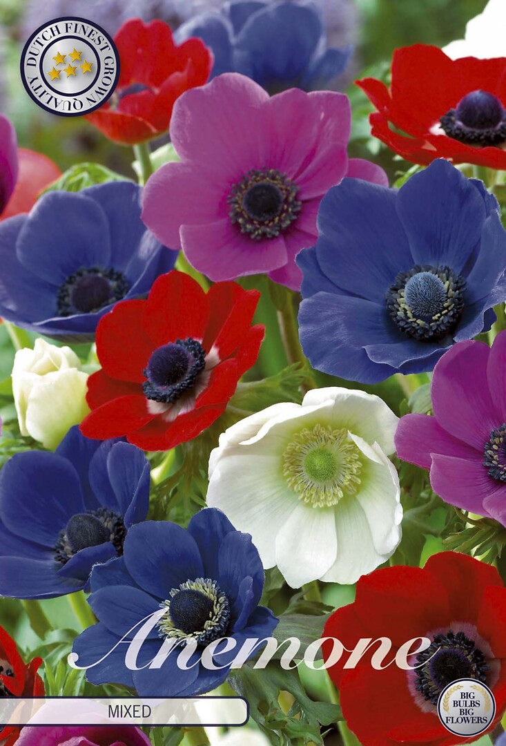Anemone The Caen Mixed