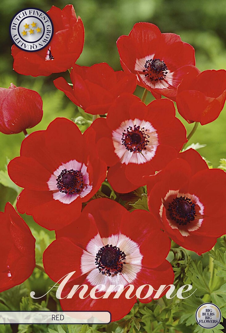 Anemone The Caen Red