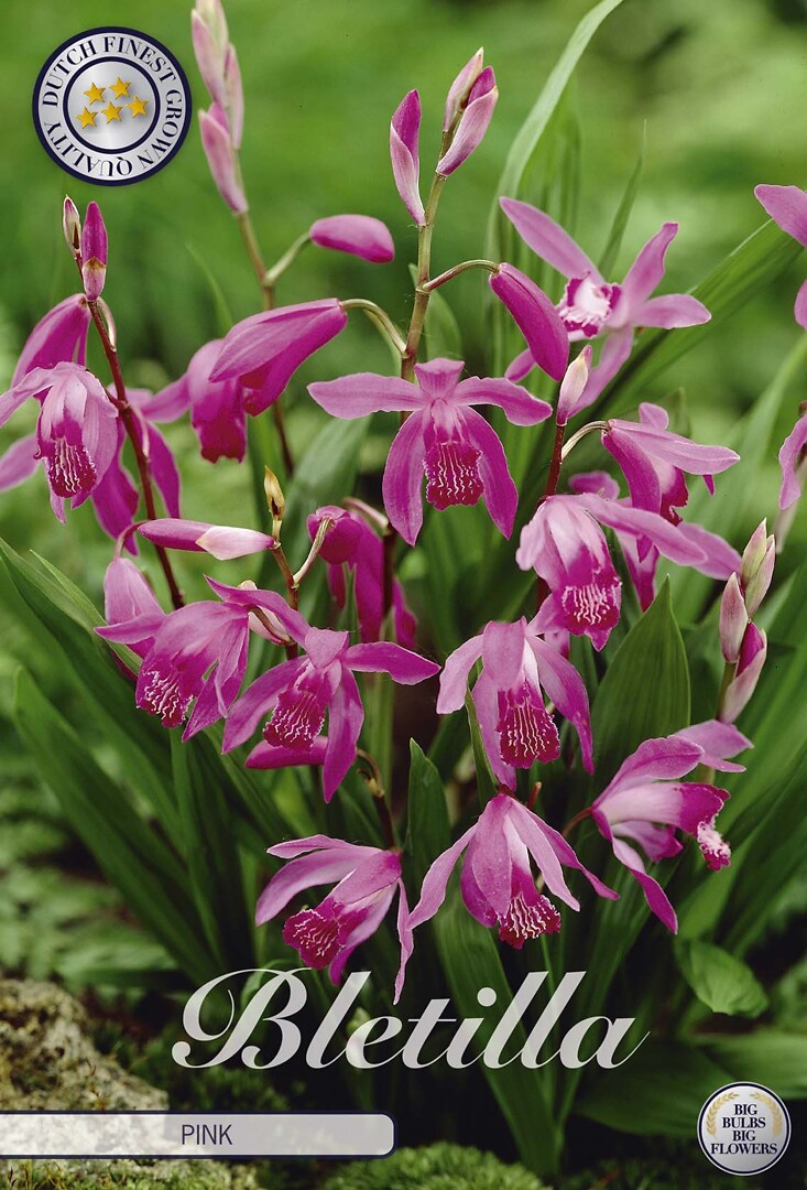 Bletilla Pink