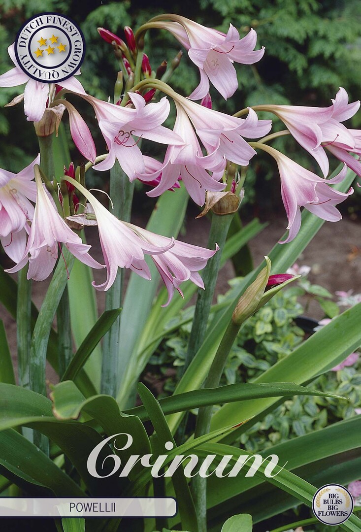 Crinum Powelii