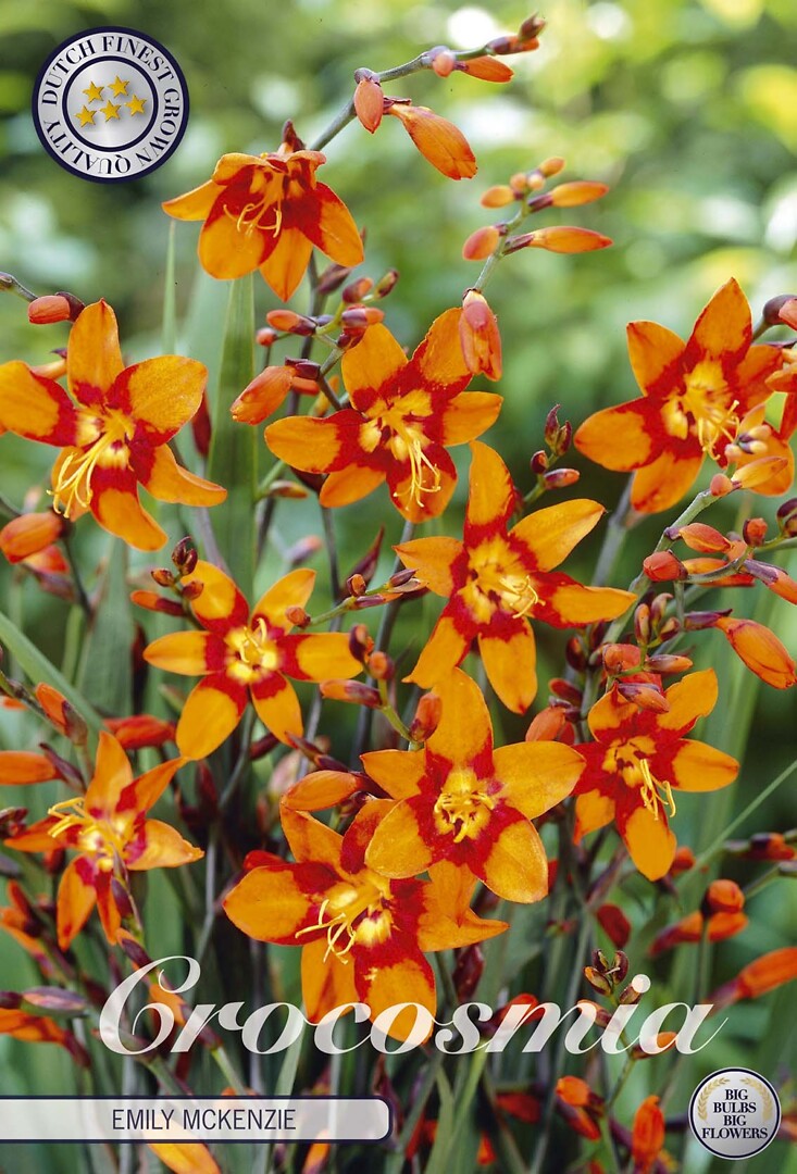 Crocosmia Emily Mckenzier
