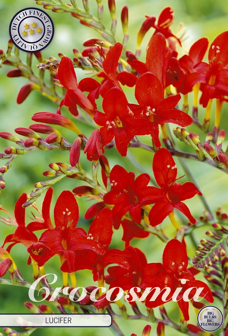 Crocosmia Lucifer