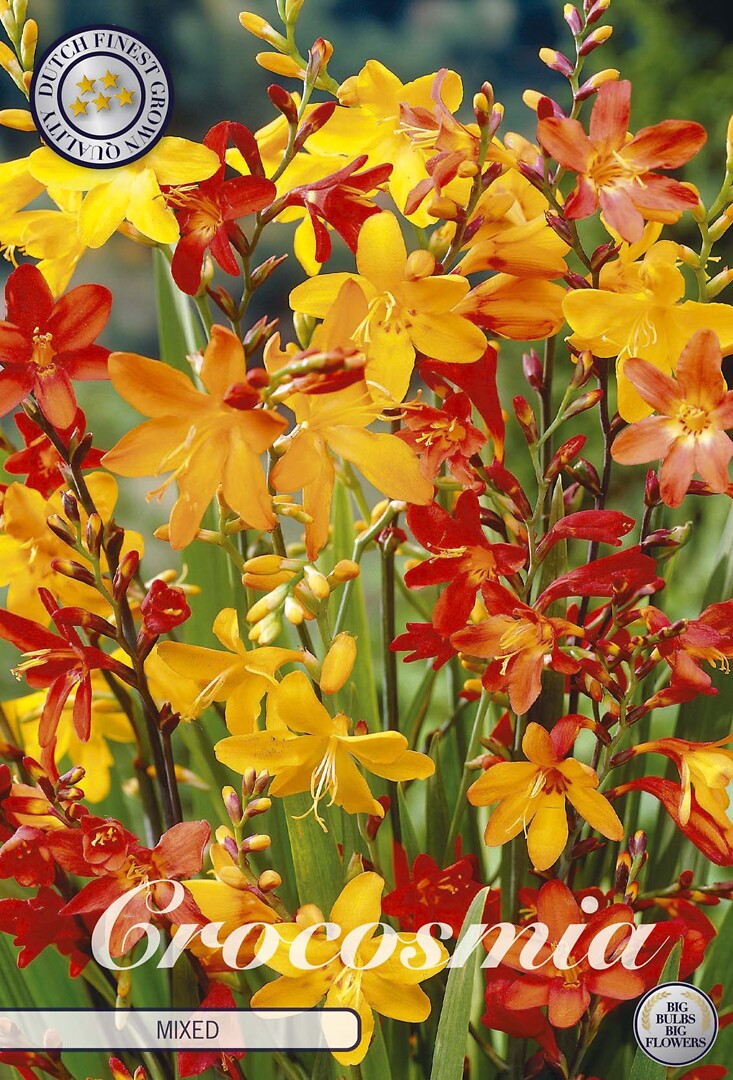 Crocosmia Mixed