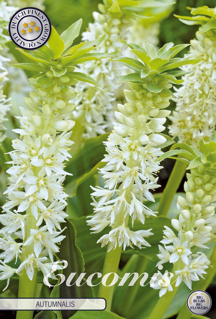 Eucomis Autumnalis