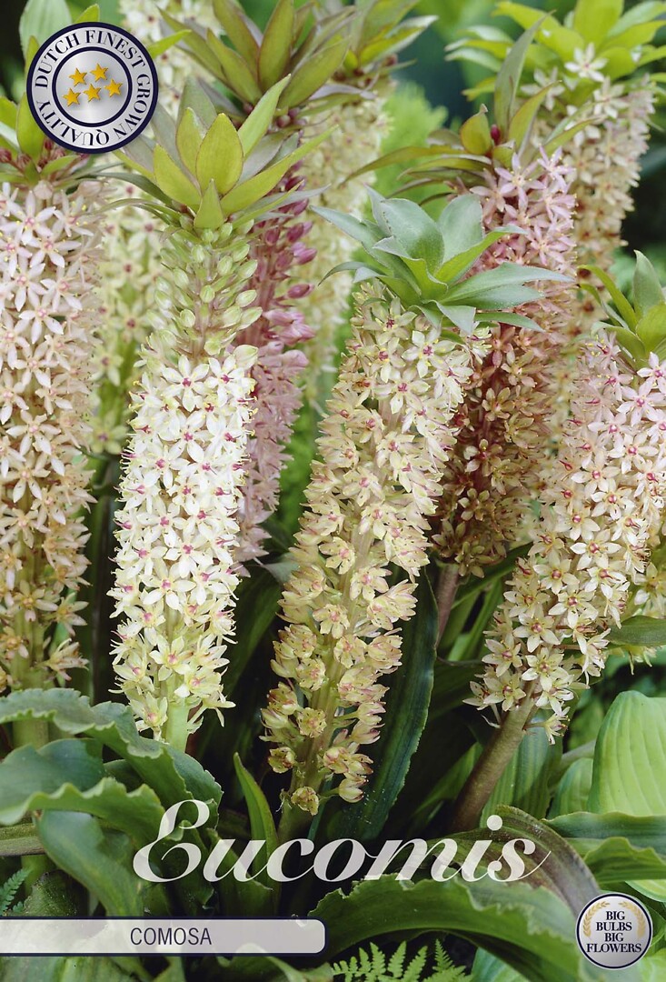 Eucomis Comosa