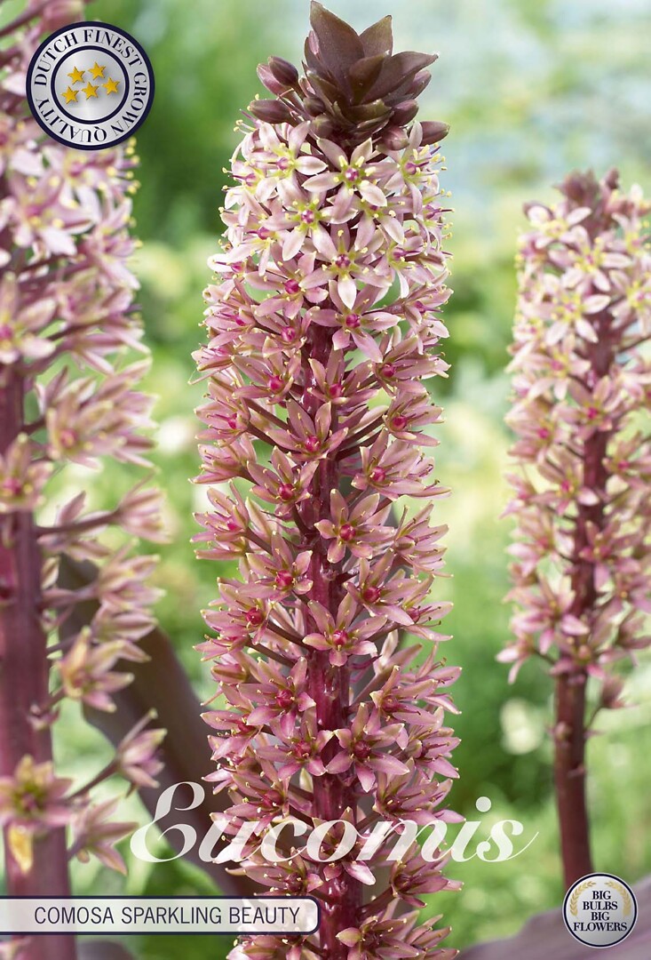 Eucomis Comosa Sparkling Burgundy