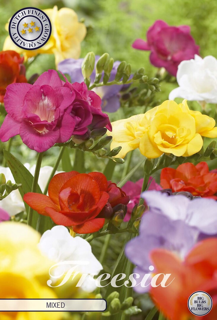 Freesia Double Mixed
