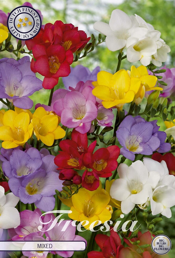 Freesia Single Mixed