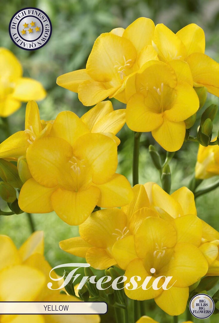 Freesia Single Yellow