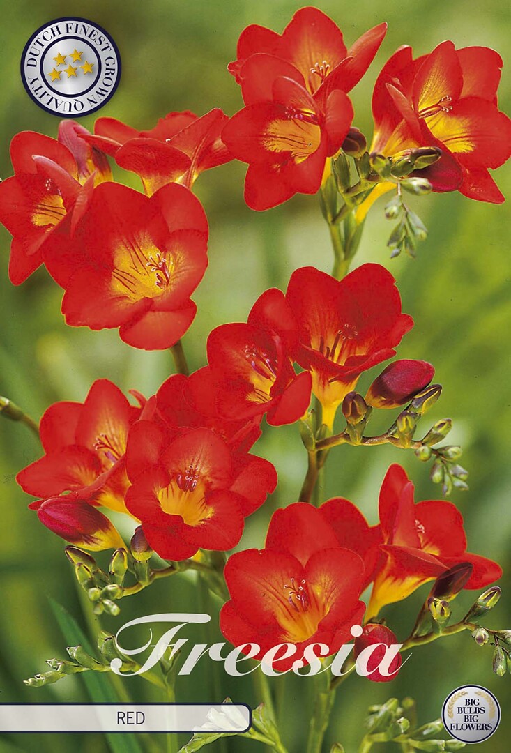 Freesia Single Red