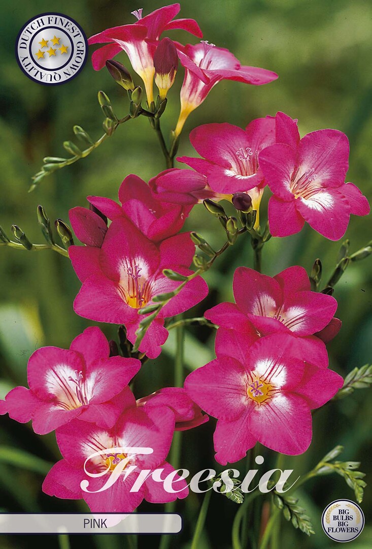 Freesia Single Pink