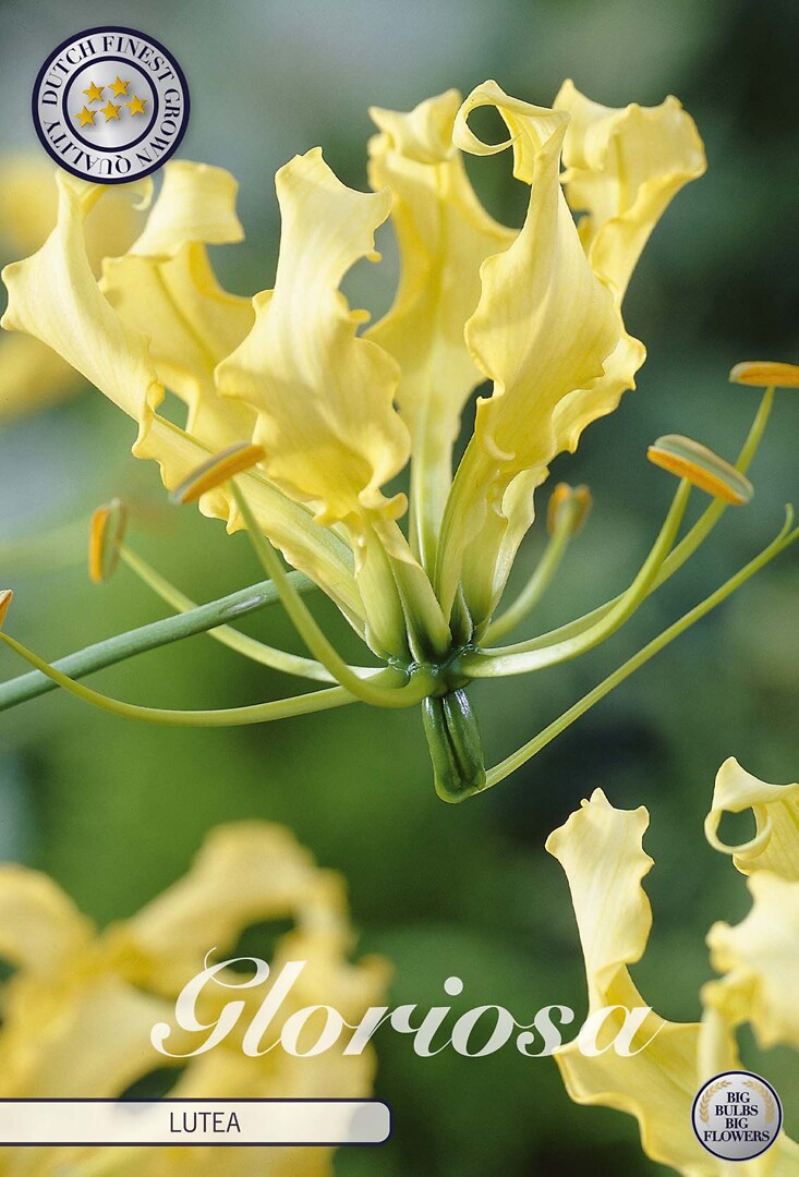 Gloriosa Lutea