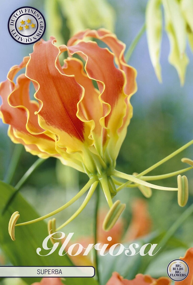 Gloriosa Superbra