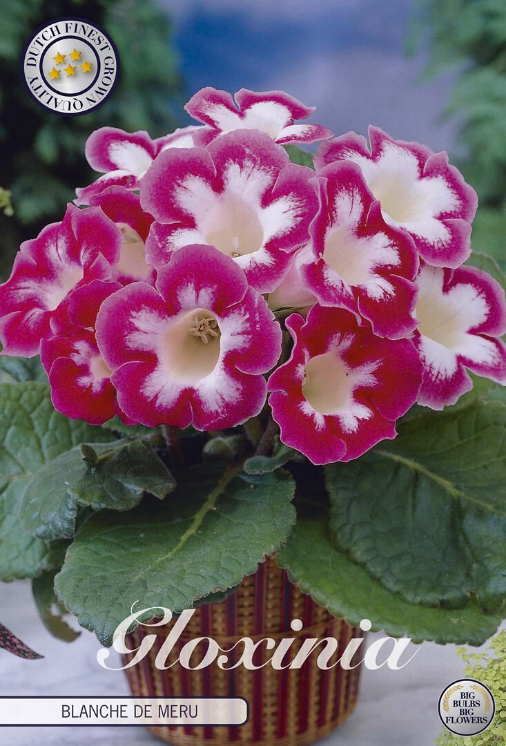 Gloxinia Blanche De Meru