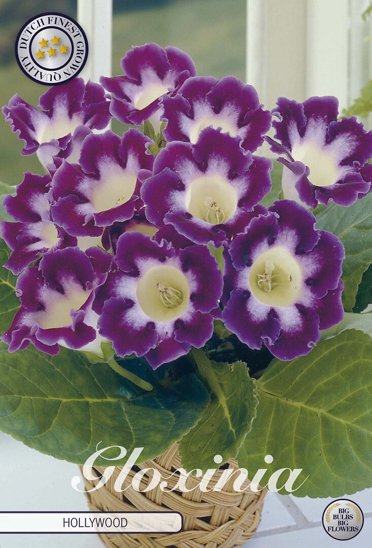 Gloxinia Hollywood