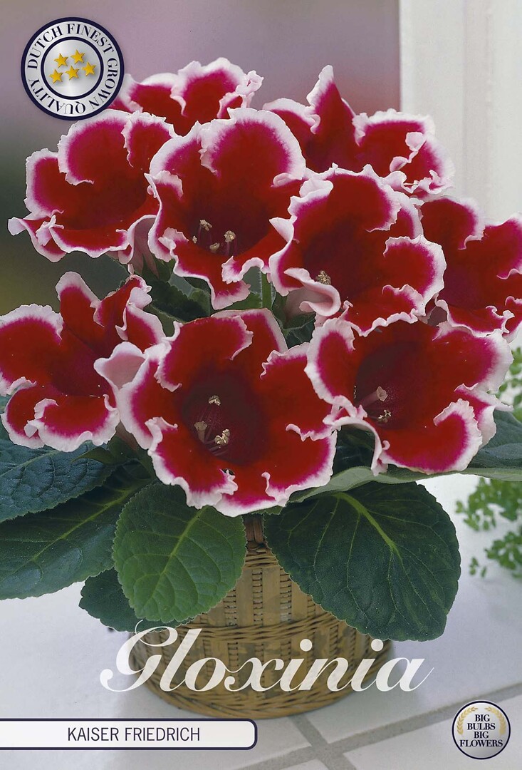 Gloxinia Kaiser Friedrich