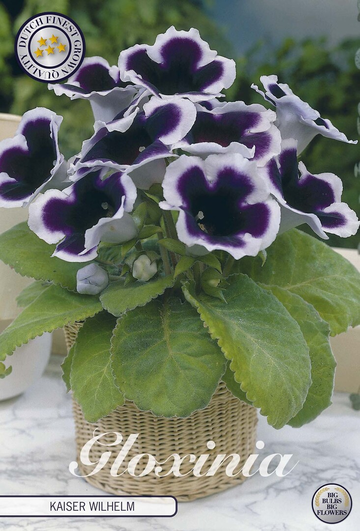 Gloxinia Kaiser Wilhelm