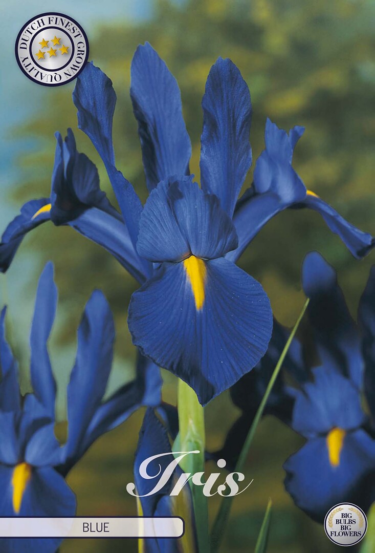 Iris Hollandica Blue