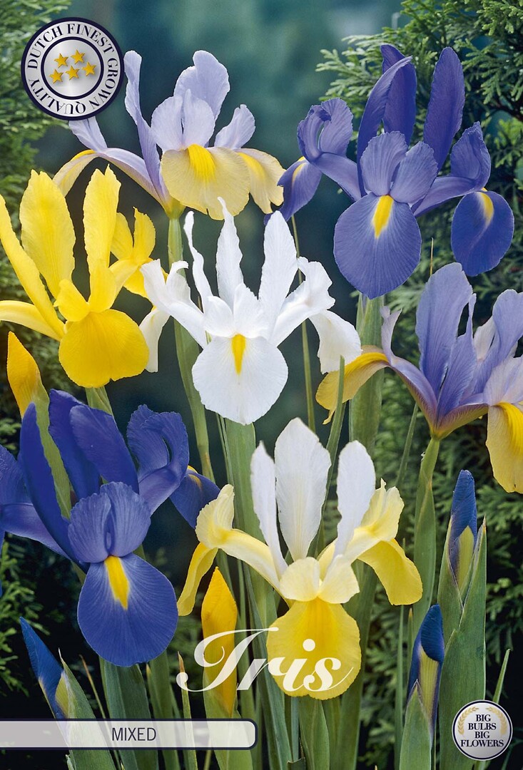 Iris Hollandica Mixed