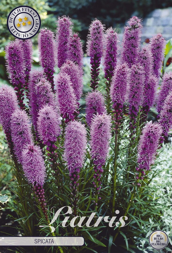 Liatris Spicata