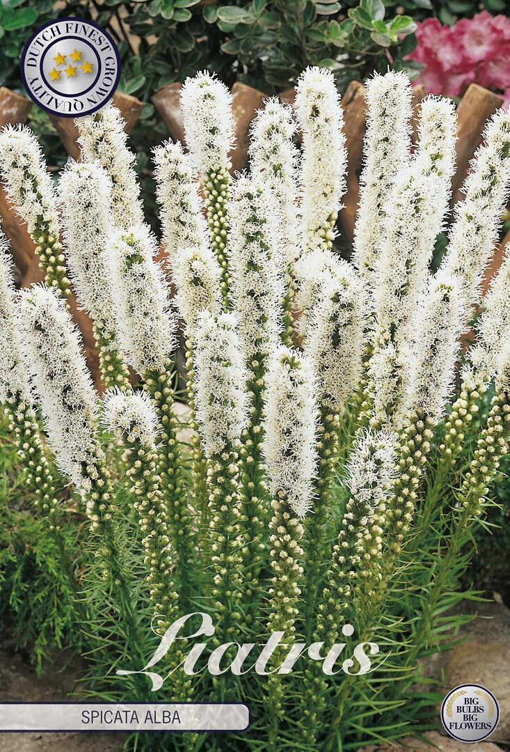 Liatris Spicata Alba