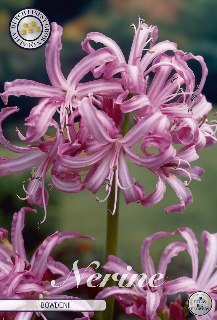 Nerine Bowdenii