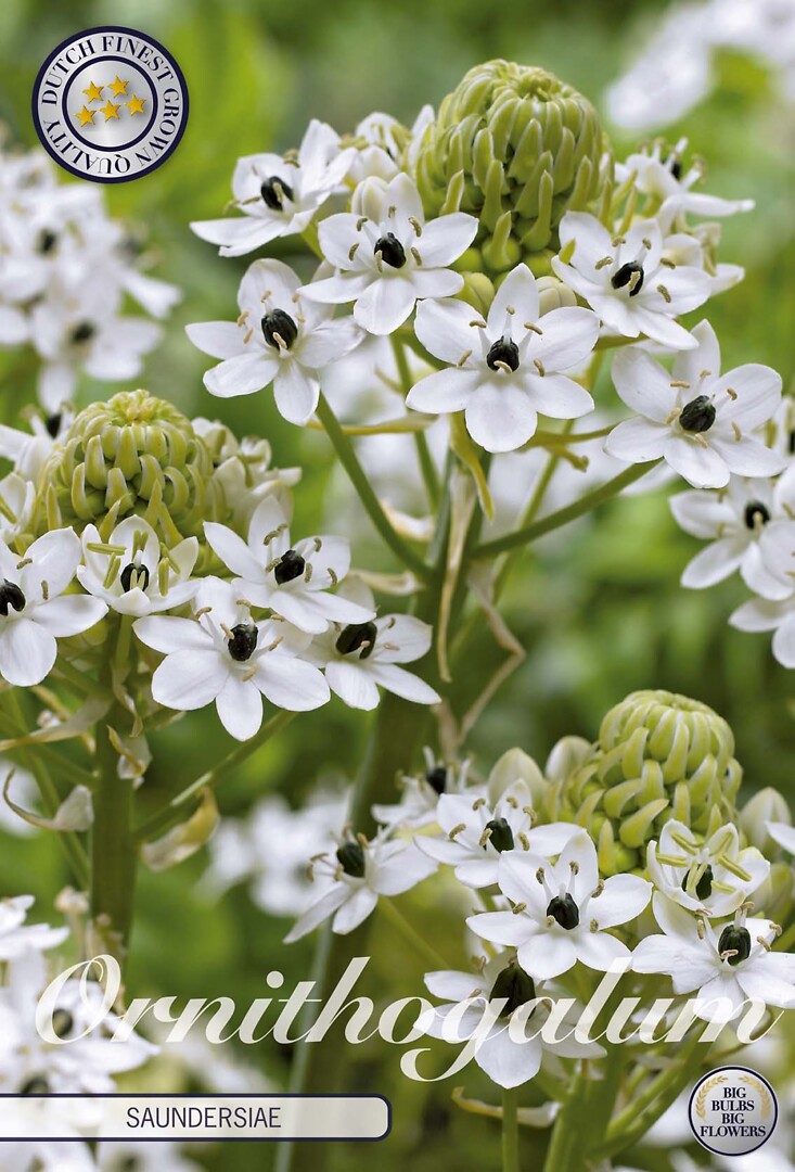 Ornithogalum Saundersiae