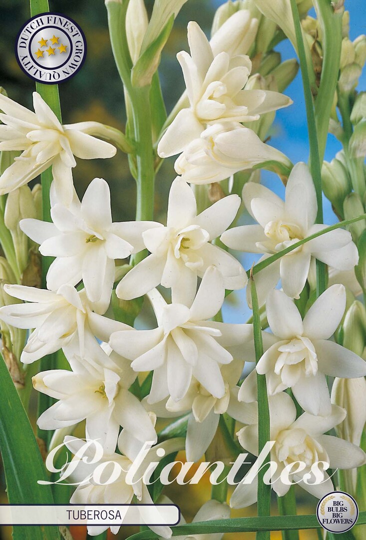 Polianthus Tuberosa