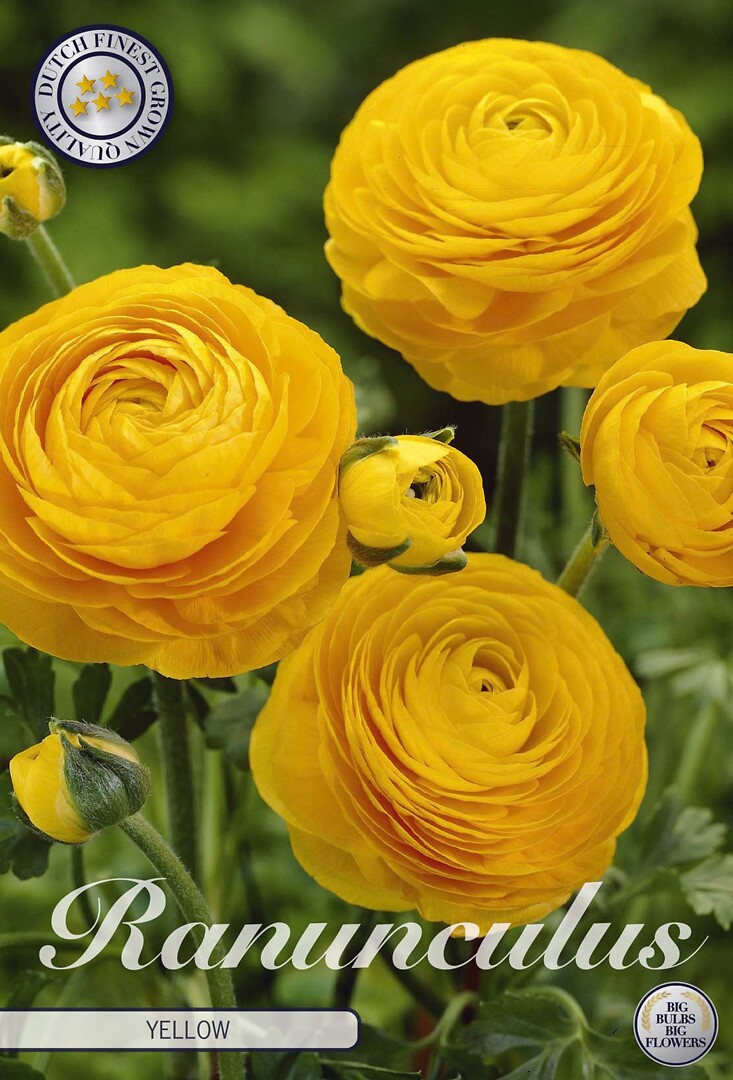 Ranunculus Yellow
