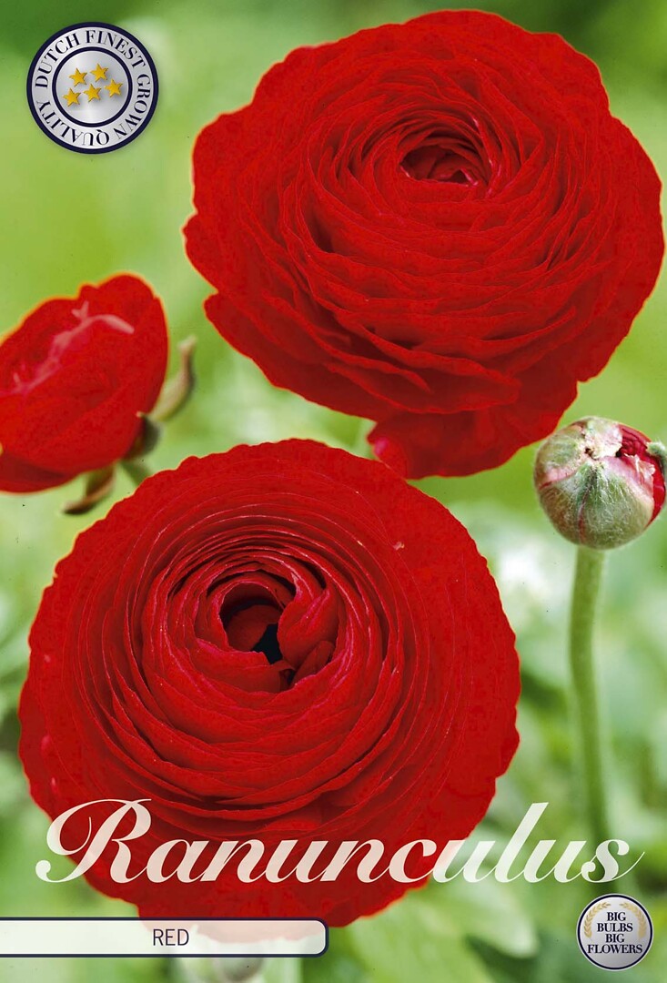 Ranunculus Red