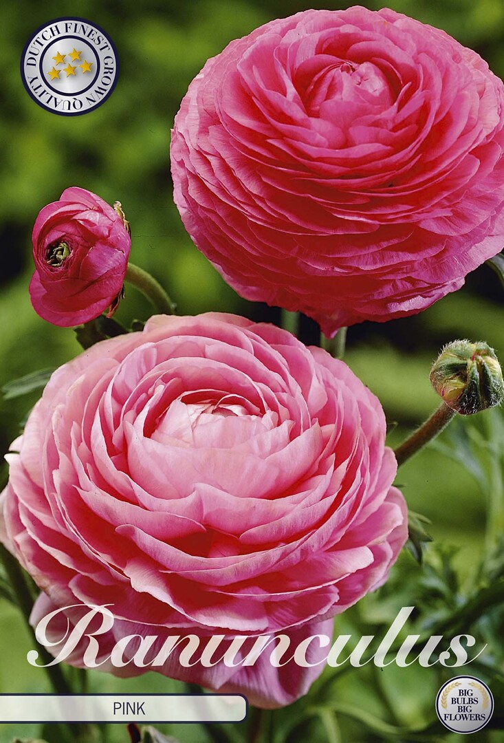 Ranunculus Pink