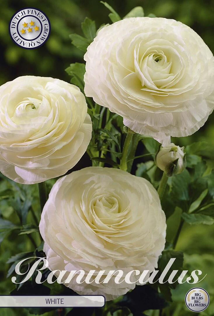 Ranunculus White