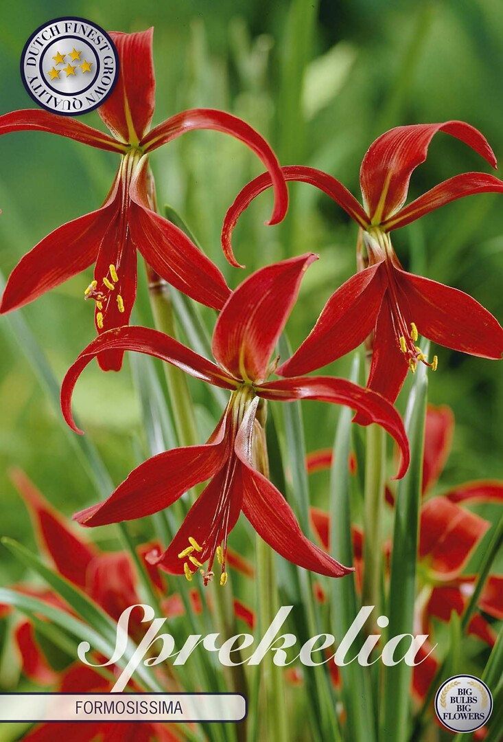 Sprekelia