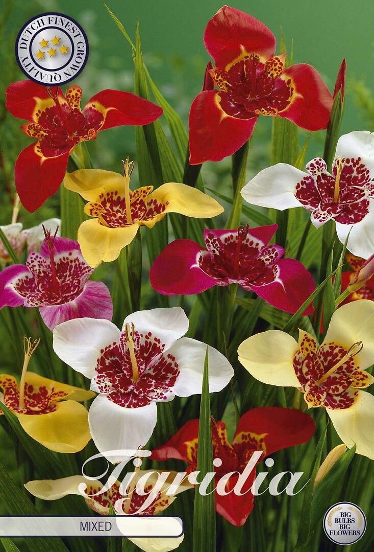 Tigridia Pavona Mixed